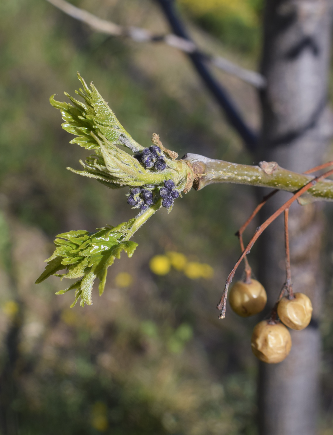 Image of Melia azedarach specimen.