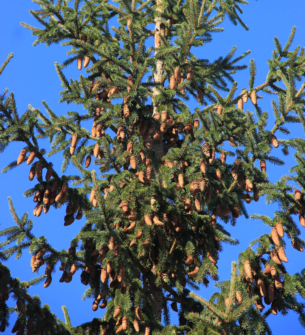 Image of Picea abies specimen.