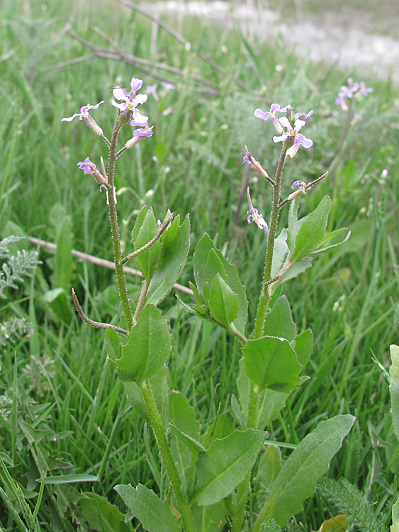 Image of Chorispora tenella specimen.