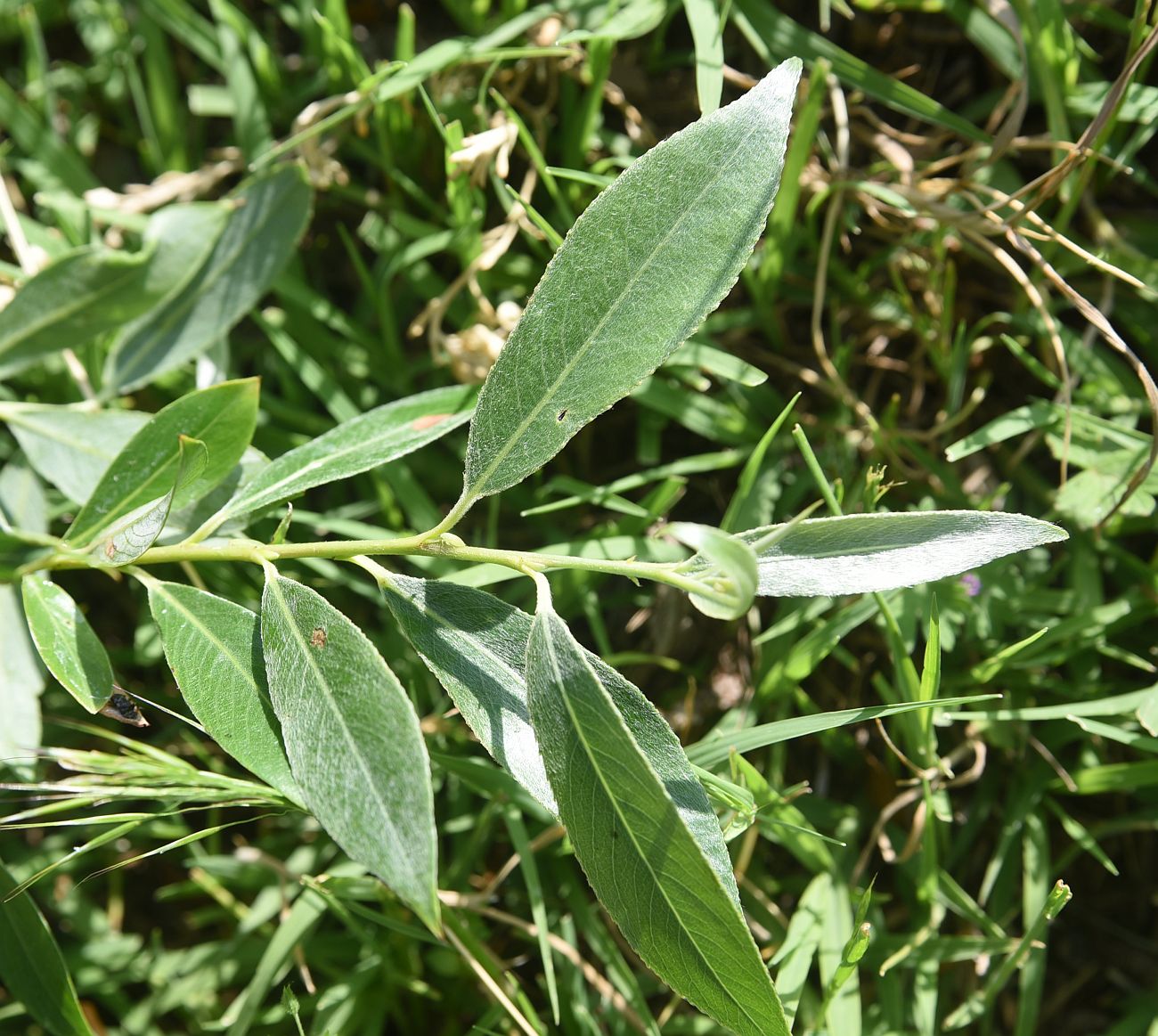 Image of genus Salix specimen.
