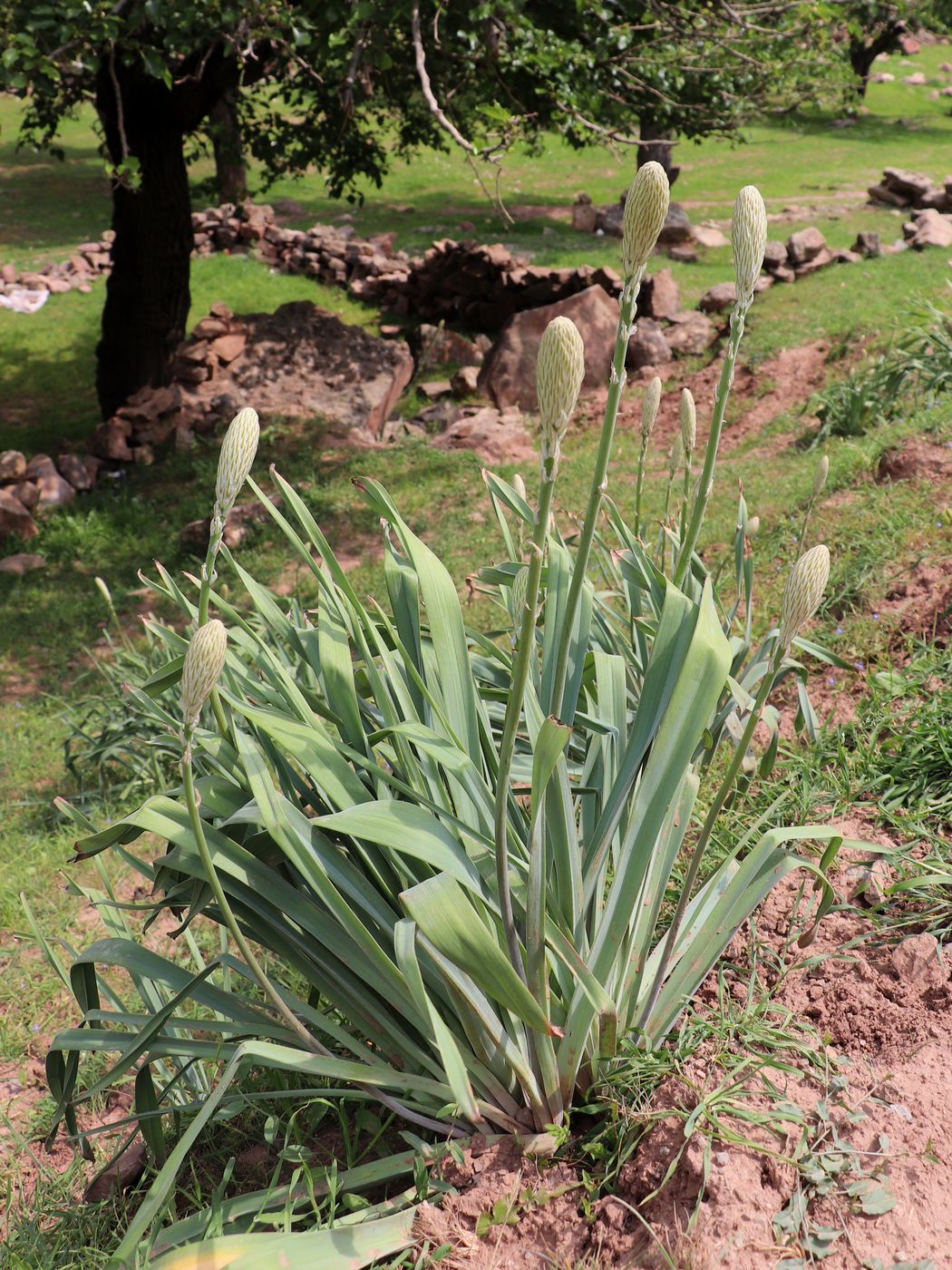 Image of Eremurus comosus specimen.