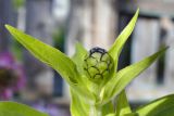 Zinnia elegans. Верхушка побега с развивающимся соцветием. Свердловская обл., окр. г. Североуральск, дачный участок. 11.09.2021.