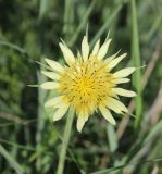 Tragopogon dubius
