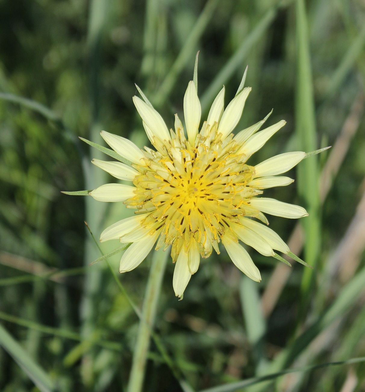 Image of Tragopogon dubius specimen.