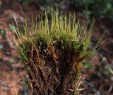 Tetraplodon mnioides. Верхняя часть растений со спорогонами. Магаданская обл., г. Магадан, окр. мкр-на Дукча, басс. р. Дукча, лиственничник. 22.05.2025.