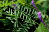 Vicia cracca. Лист. Московская обл., Раменский р-н, окр. дер. Хрипань, садовый участок. 22.06.2026.