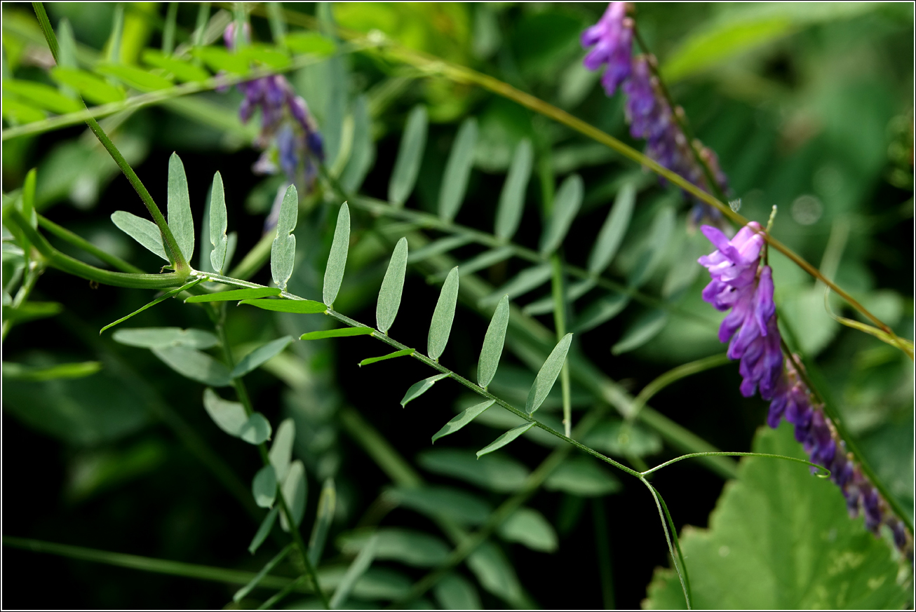 Изображение особи Vicia cracca.