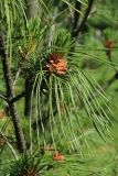 Pinus strobus
