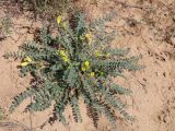 Astragalus longipetalus. Цветущее растение. Астраханская обл., Наримановский р-н, окр. пос. Сайгачный, Пески Давсна, частично закреплённые пески. 10 мая 2026 г.