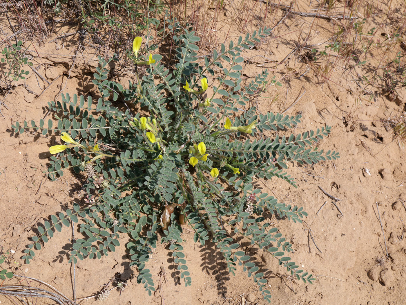 Image of Astragalus longipetalus specimen.