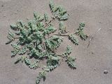 Astragalus ophiocarpus. Цветущее и плодоносящее растение. Таджикистан, Горно-Бадахшанская автономная обл., Рушанский р-н, хр. Северо-Аличурский, дол. р. Мургаб (ниже Сареза), выс. ≈ 2600 м н.у.м., скопление песка в межгорном понижении. 21 июня 2026 г.