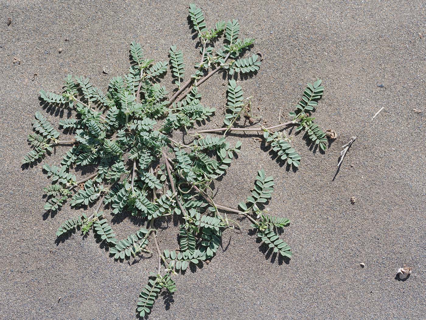 Image of Astragalus ophiocarpus specimen.