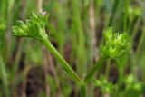 Valerianella muricata