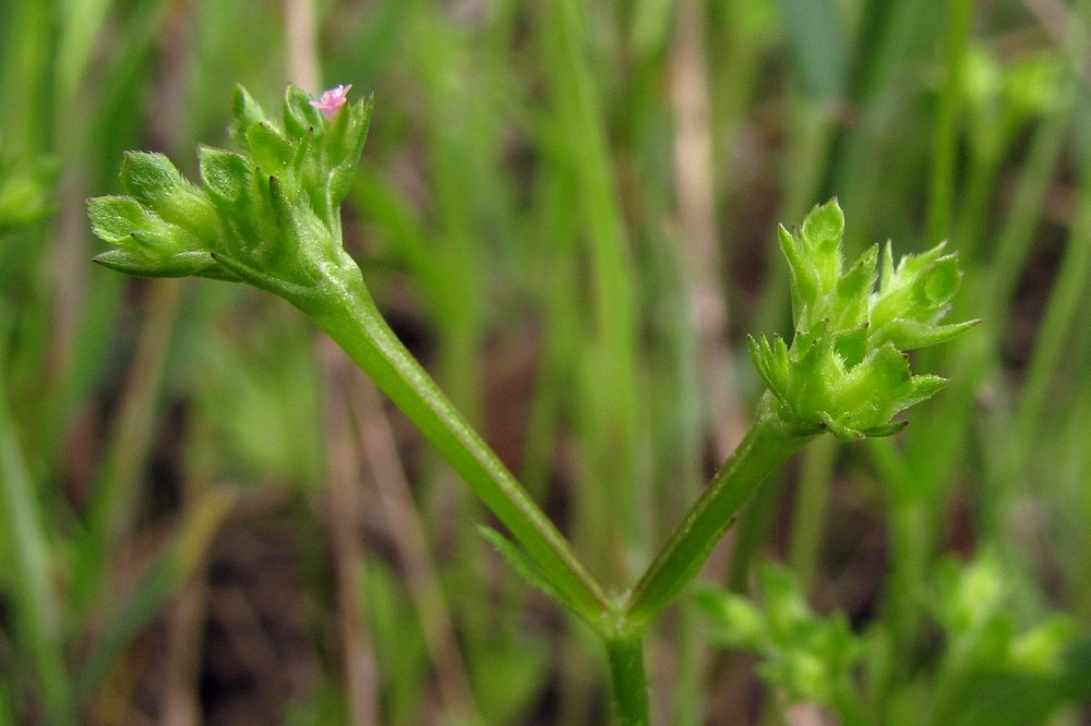 Изображение особи Valerianella muricata.