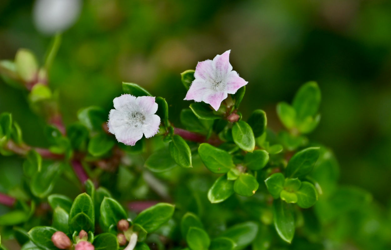 Image of Serissa japonica specimen.