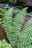 genus Polystichum. Вайи. Краснодарский край, Апшеронский р-н, окр. хут. Травалёв, каменистый берег р. у водопада. 12.06.2026.