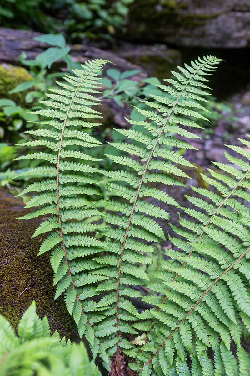 Изображение особи род Polystichum.