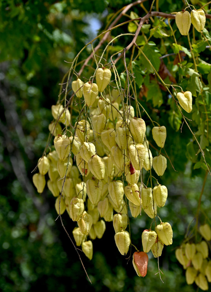 Изображение особи Koelreuteria paniculata.