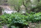 Heracleum lehmannianum. Вегетирующее растение. Узбекистан, Гиссарский хр., басс. р. Сангардак, возле водопада Сангардак, ок. 1400 м н.у.м., 13.04.2025.