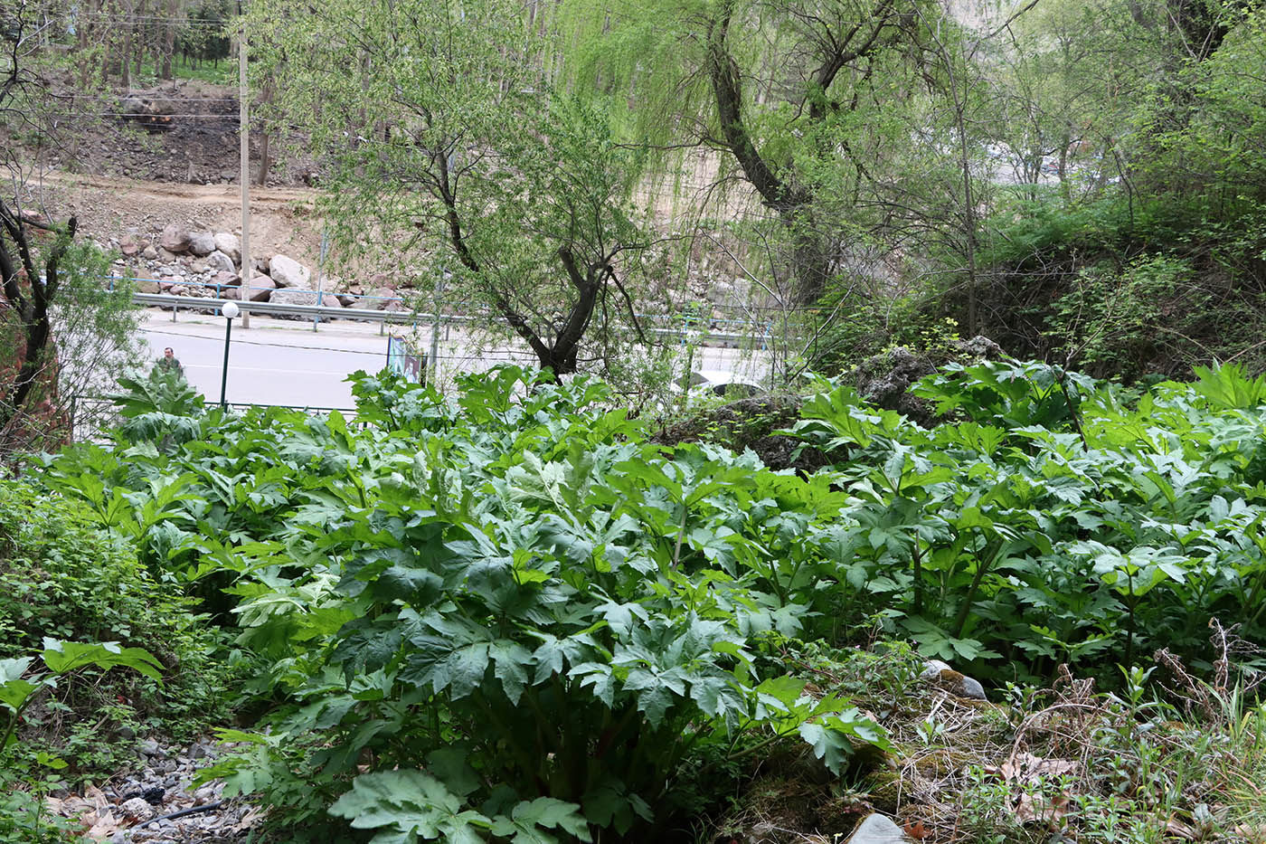 Image of Heracleum lehmannianum specimen.