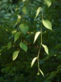 Ulmus pumila. Ветви. Республика Молдова, муниципалитет Кишинёв, г. Кодру, пустырь. 1 августа 2026 г.