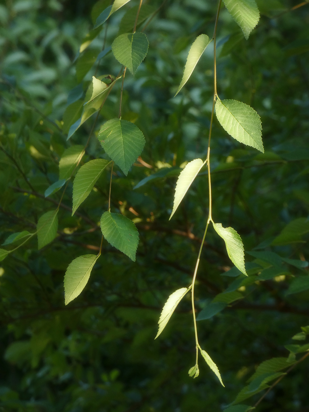 Image of Ulmus pumila specimen.