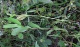 Bupleurum rotundifolium. Молодые растения (верхнее поражно ржавчиной). Крым, Белогорский р-н, под скалой Ак-Кая, степь. 12 мая 2011 г.