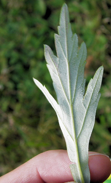 Image of Artemisia integrifolia specimen.