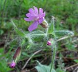 Melandrium dioicum. Соцветие. Окр. Смоленска, орешник. 28.05.2011.