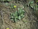 Goniolimon speciosum