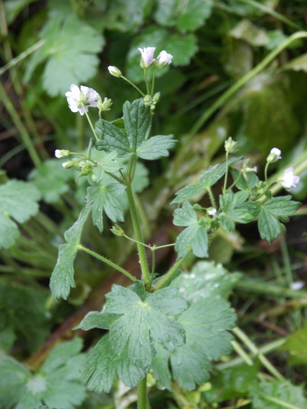 Изображение особи Geranium pyrenaicum.