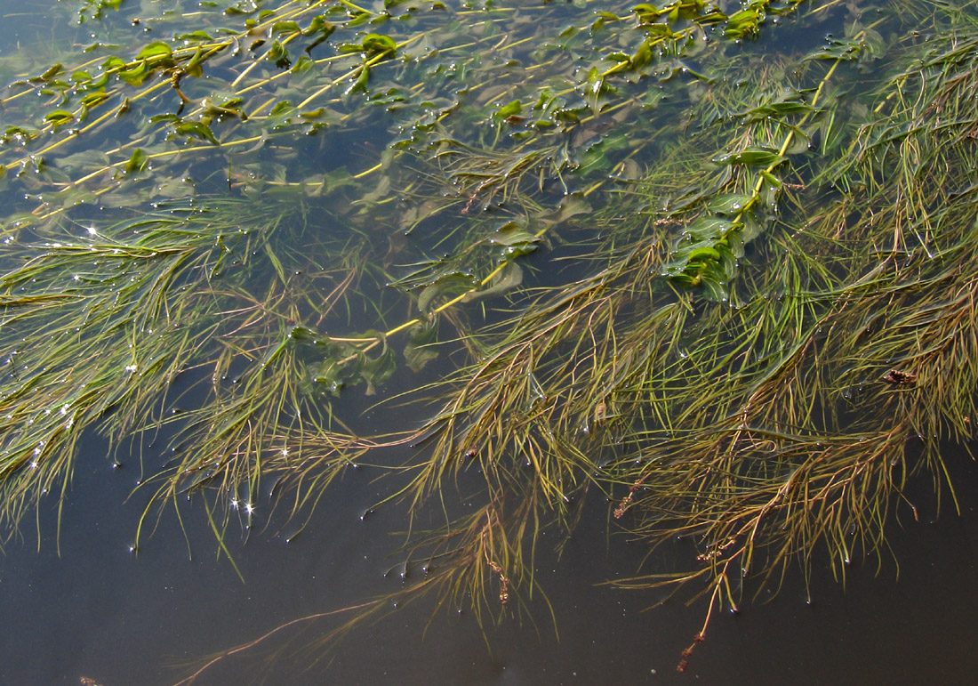 Image of Potamogeton pectinatus specimen.