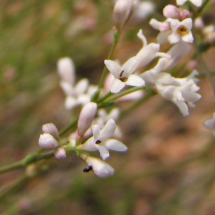 Image of Asperula montana specimen.