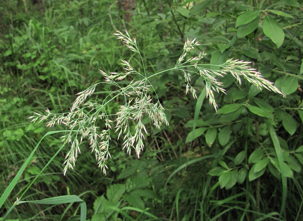 Image of Calamagrostis langsdorffii specimen.