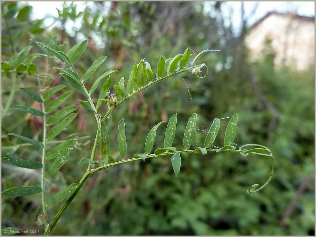 Image of Vicia cracca specimen.