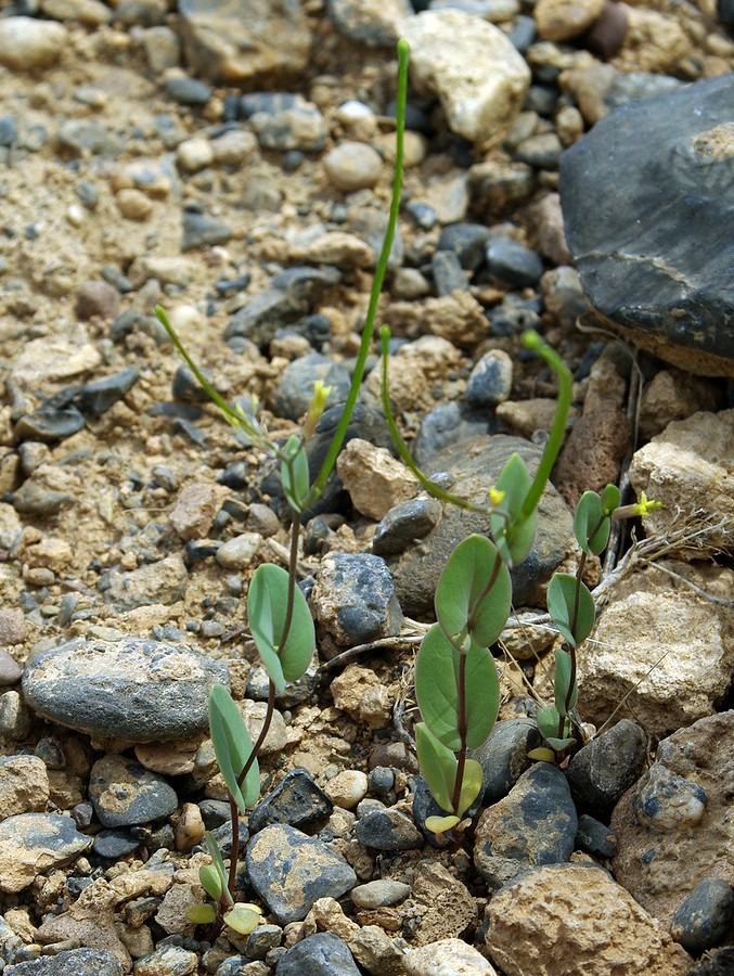 Image of Conringia clavata specimen.