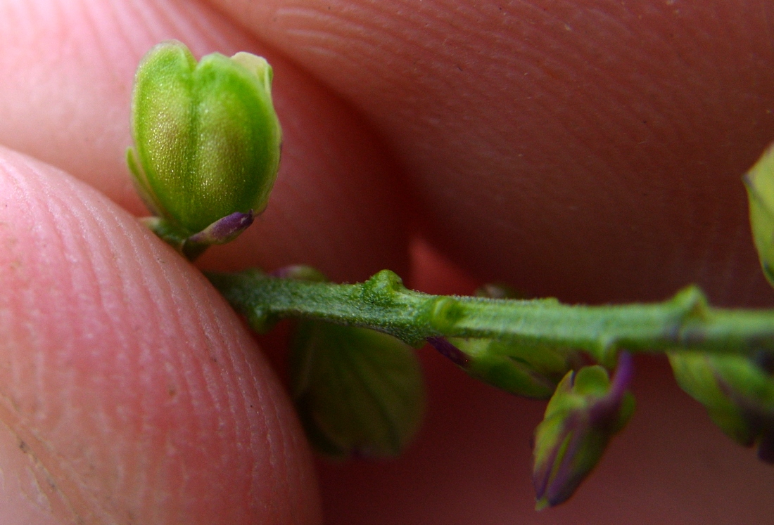 Image of Polygala amarella specimen.