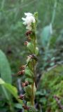 Goodyera repens