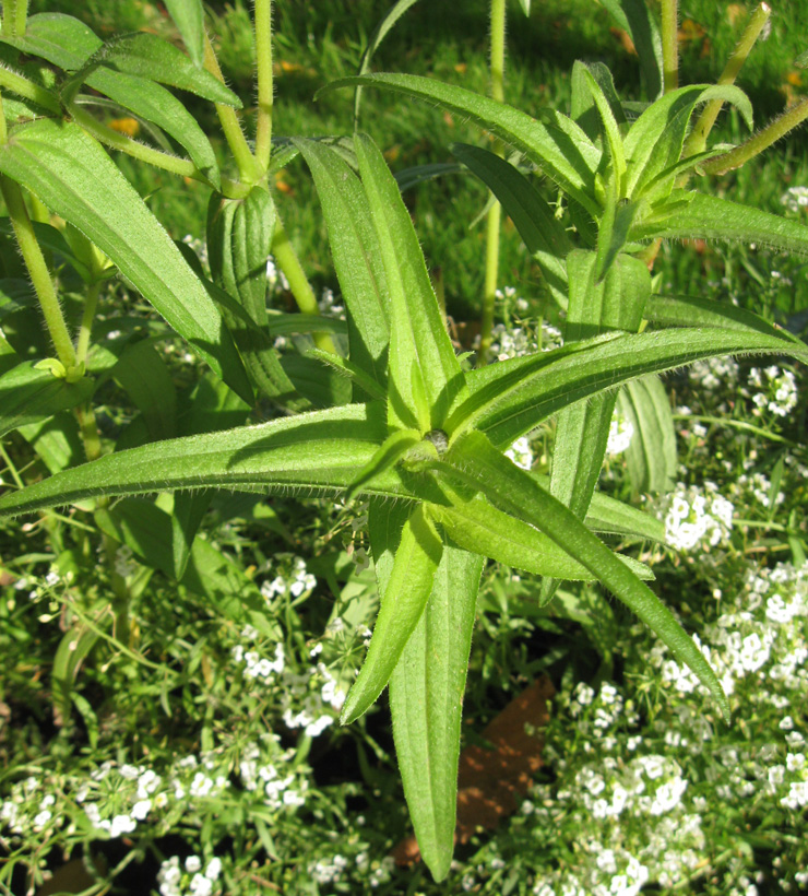 Image of Zinnia angustifolia specimen.