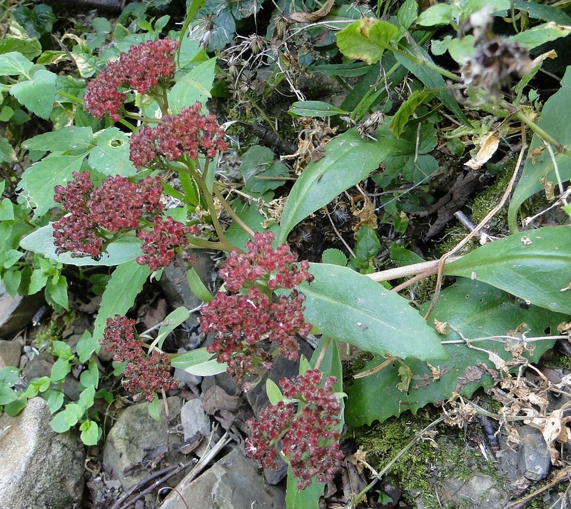 Изображение особи Hylotelephium carpaticum.