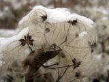 Clematis vitalba