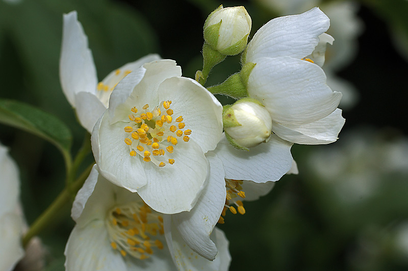 Изображение особи Philadelphus coronarius.