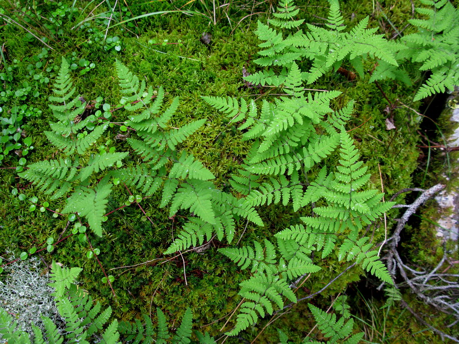 Изображение особи Gymnocarpium continentale.