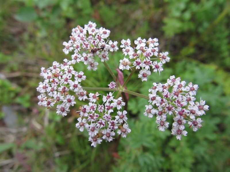 Изображение особи Ostericum tenuifolium.