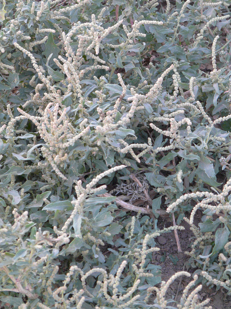 Image of Atriplex tatarica specimen.