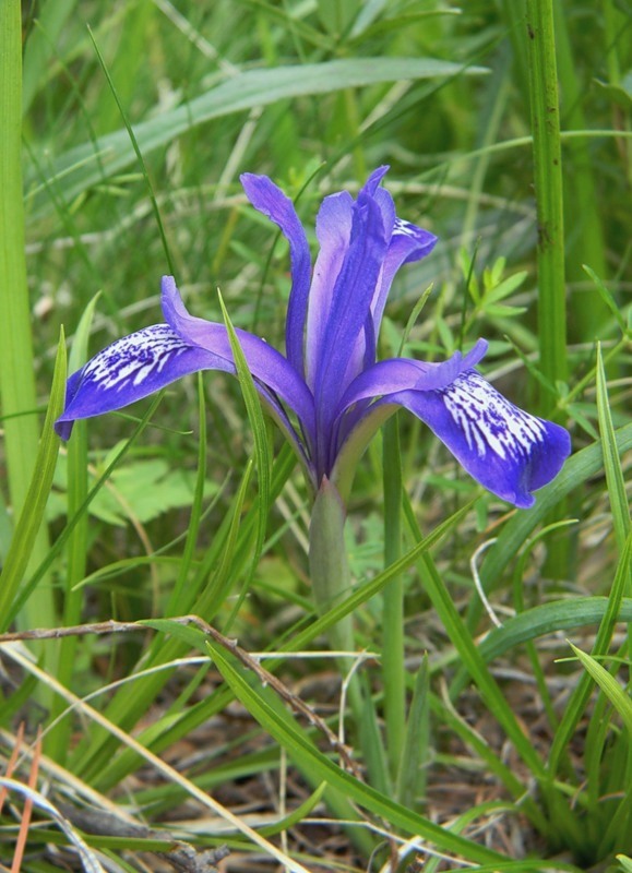 Изображение особи Iris ruthenica.