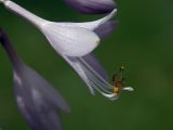 Hosta albomarginata