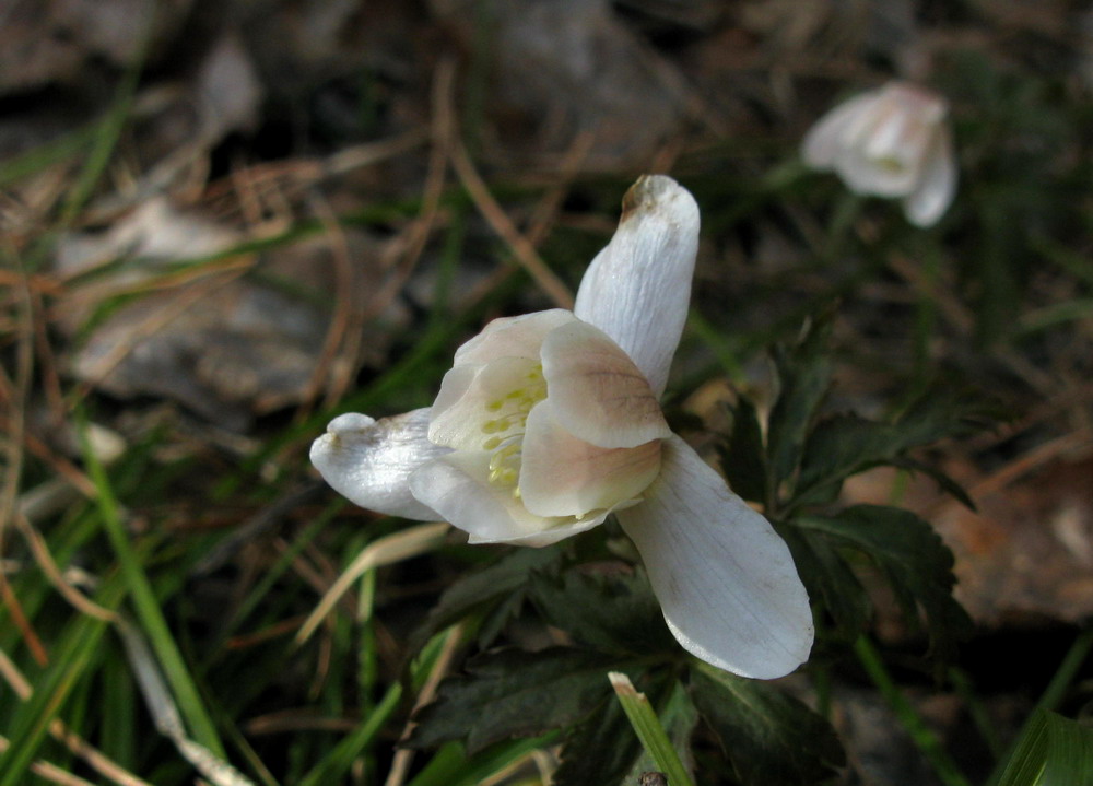 Image of Anemone altaica specimen.