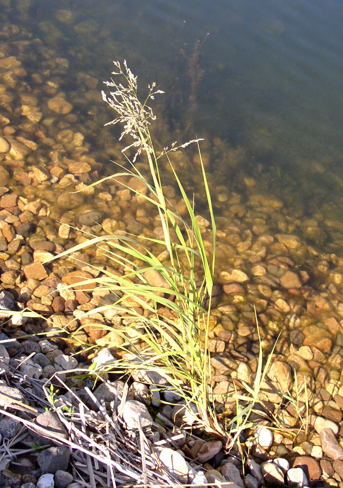 Изображение особи Scolochloa festucacea.