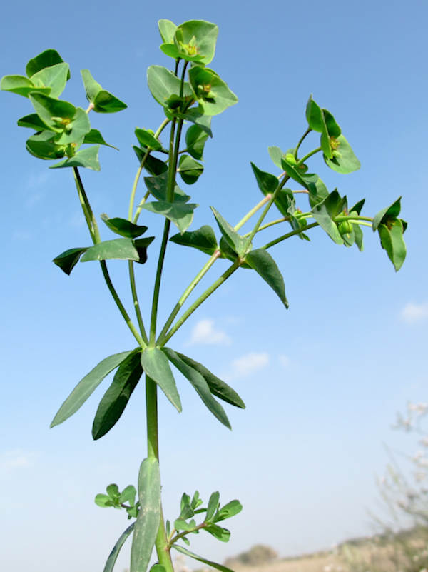Изображение особи Euphorbia terracina.